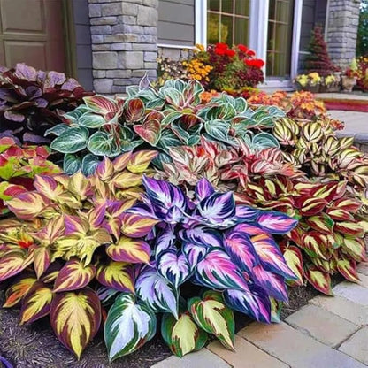 Shade-Tolerant and Cold-Hardy Hosta Flowers